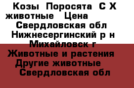 Козы, Поросята  С/Х животные › Цена ­ 3 000 - Свердловская обл., Нижнесергинский р-н, Михайловск г. Животные и растения » Другие животные   . Свердловская обл.